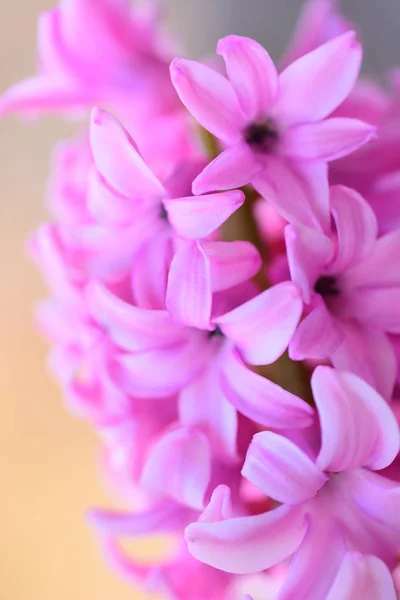 Fondo Jacintos Rosados Frescos — Foto de Stock