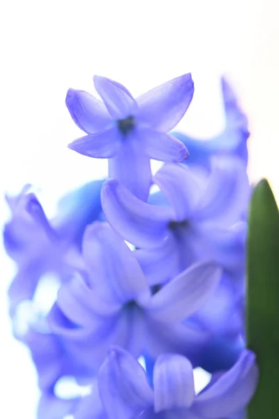 Schöne Violette Hyazinthe Blüht — Stockfoto