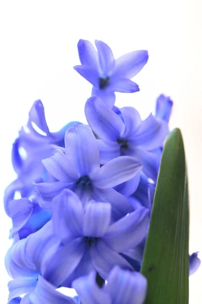 Krásné Fialové Hyacint Blooming — Stock fotografie