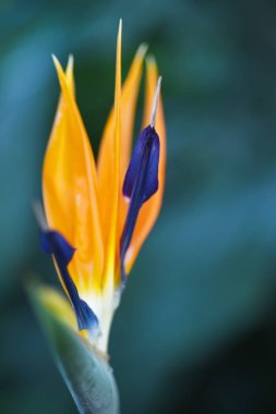 Canlı tropic çiçek cenneti kuş Görünümü Kapat