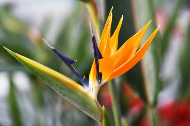 Canlı tropic çiçek cenneti kuş Görünümü Kapat