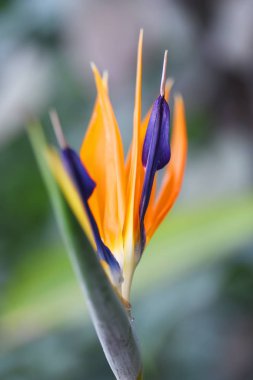 Canlı tropic çiçek cenneti kuş Görünümü Kapat