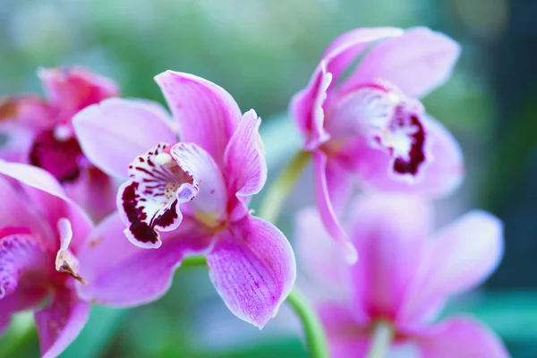 Vista Cercana Vibrante Orquídea Fresca Jardín — Foto de Stock