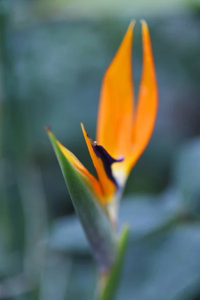 Крупним Планом Яскрава Тропічна Квітка — Безкоштовне стокове фото