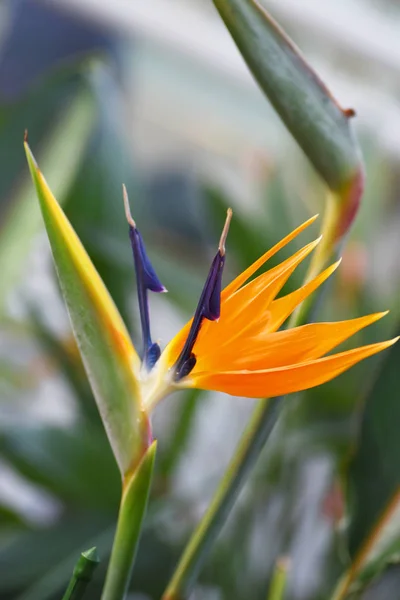 Close view of vibrant tropic flower Bird-of-paradise