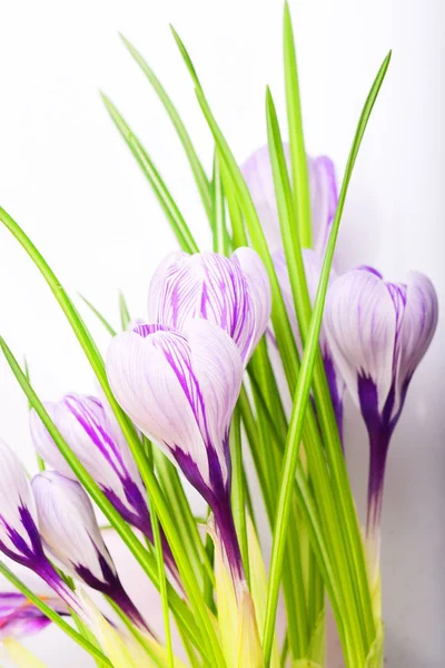 Fresh Bouquet Purple Saffron White Background — Stock Photo, Image