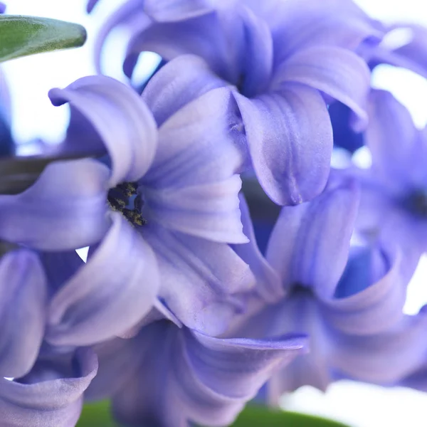 Blick Auf Frische Lila Hyazinthenblüten — Stockfoto