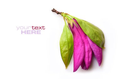 Beyaz arka plan üzerinde metninizi buraya yazı izole mor Manolya çiçek