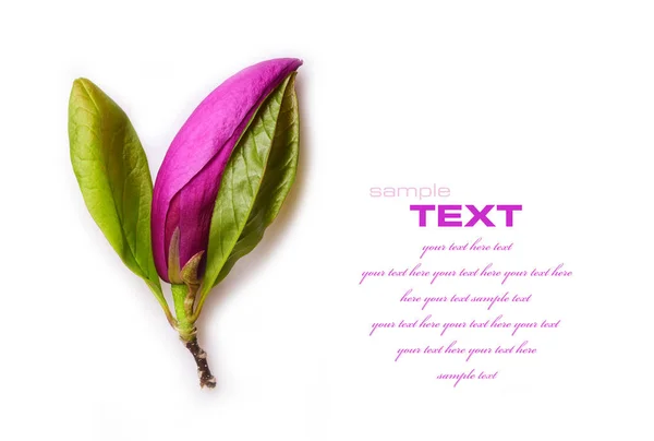 サンプル テキスト付きの白い背景に分離された柔らかい紫モクレン — ストック写真