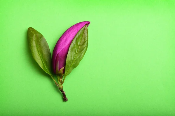 Fialový Květ Magnolie Zelenými Listy Stonek Pozadí Zelený Neon — Stock fotografie