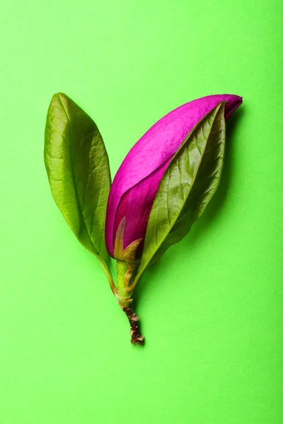 Magnolia Violet Fleur Avec Des Feuilles Vertes Tige Sur Fond — Photo