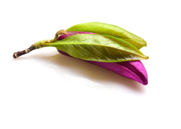 Крупним Планом Фіолетовий Квітка Магнолії Ізольований Білому Тлі — стокове фото