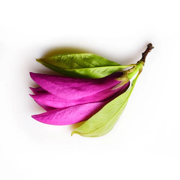 紫玉兰花 绿叶和茎在白色背景下分离 — 图库照片