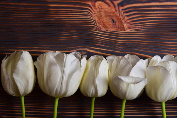 Tulipanes Blancos Colocados Hilera Horizontal Sobre Fondo Madera —  Fotos de Stock