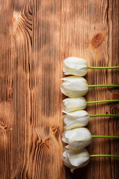 White tulips laying in vertical row on light brown wooden background