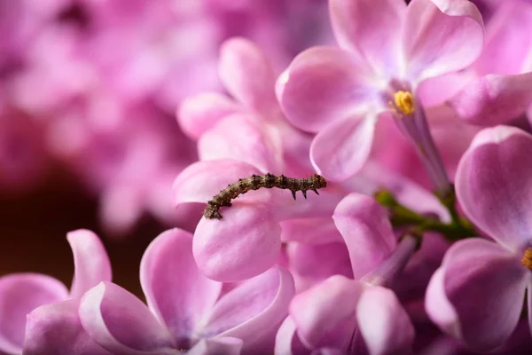 Close Photo Beautiful Pink Spring Flowers Caterpillar — Stock Photo, Image