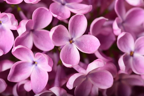 Close Photo Beautiful Pink Spring Flowers — Stock Photo, Image