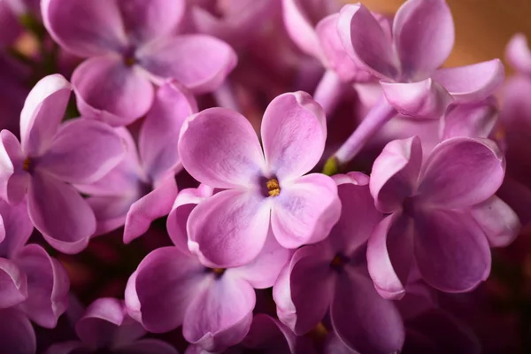 Nahaufnahme Foto Von Schönen Rosa Frühlingsblumen — Stockfoto