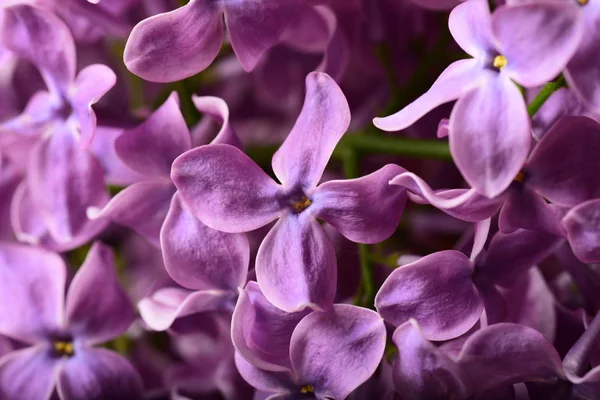 Close Photo Beautiful Purple Spring Flowers — Free Stock Photo