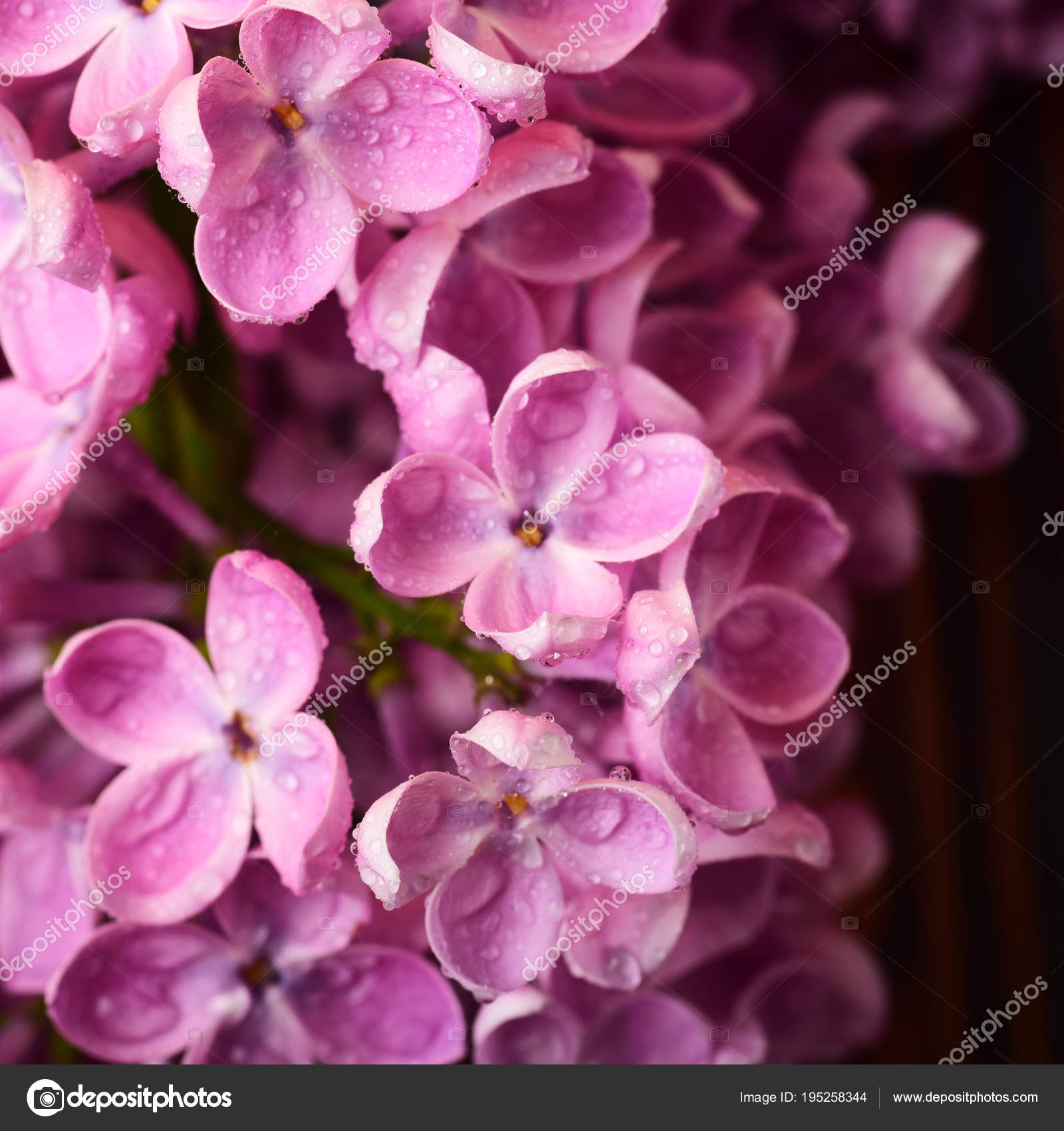 美しいライラック色の花のクローズ アップ写真 無料のストック写真 C Fineshine