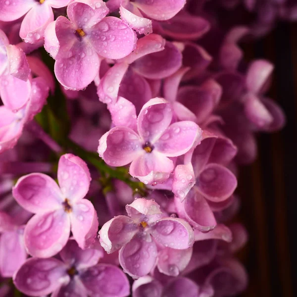 Foto Cerca Hermosas Flores Lila — Foto de stock gratis