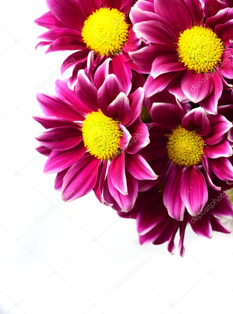 Beautiful purple chrysanthemums on white background