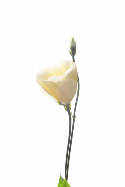 Beige Ranunculus Bloem Geïsoleerd Witte Achtergrond — Stockfoto