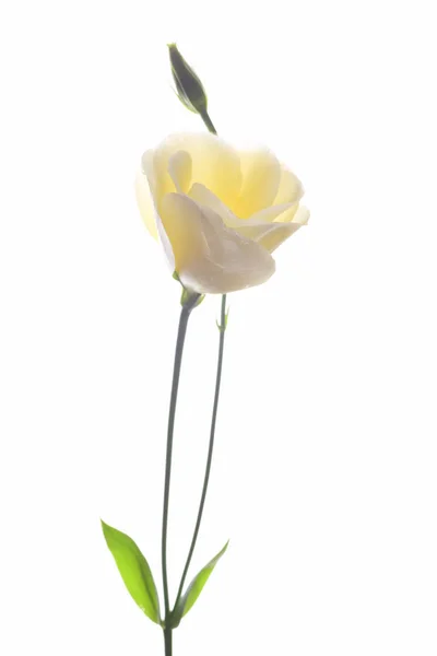 在白色背景上被隔离的米黄色兰花 — 免费的图库照片