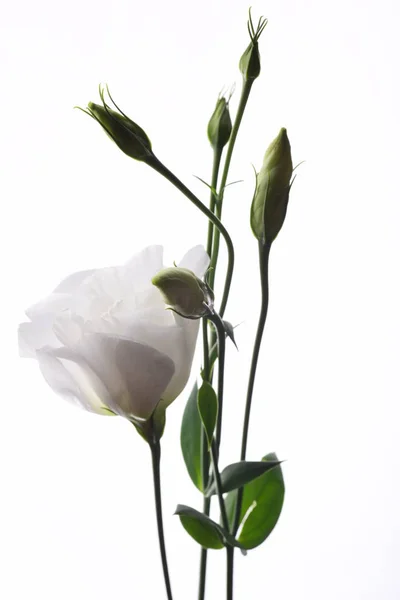 Close Van Eustoma Met Knoppen Geïsoleerd Witte Achtergrond — Stockfoto