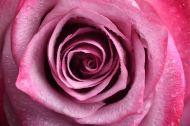 Yumuşak yapraklı gül çiçeğinin yakın görüntüsü