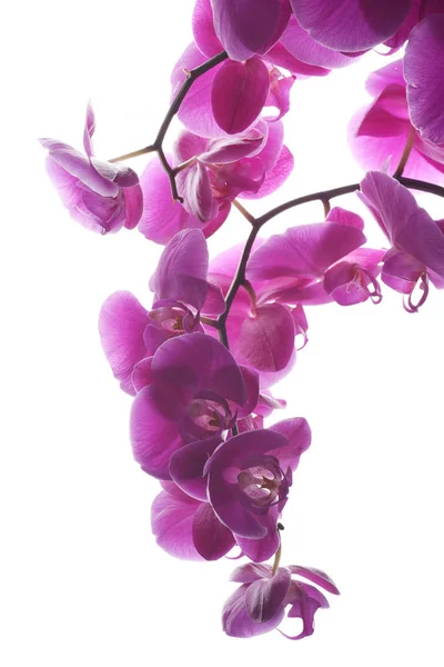 Vedere Detaliată Orhideelor Flori Licitație — Fotografie, imagine de stoc
