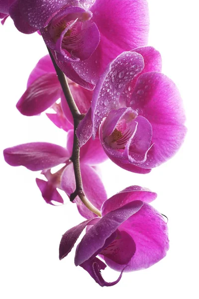 Vista Detalhada Das Orquídeas Flores Macias — Fotografia de Stock Grátis