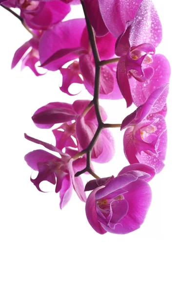 Детальный Вид Орхидей Нежные Цветы — стоковое фото
