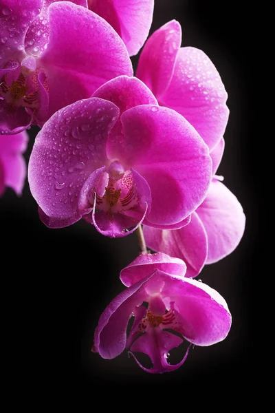Detailansicht Von Orchideen Zarte Blüten — Stockfoto