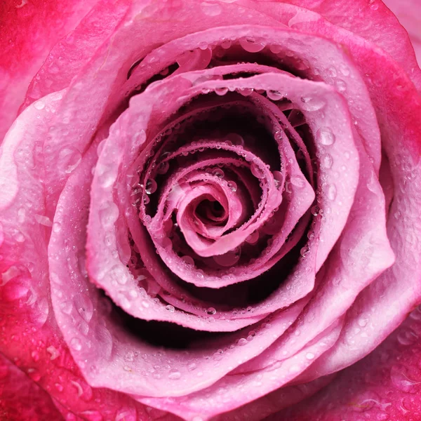 Vue Rapprochée Fleur Rose Aux Pétales Tendres — Photo gratuite