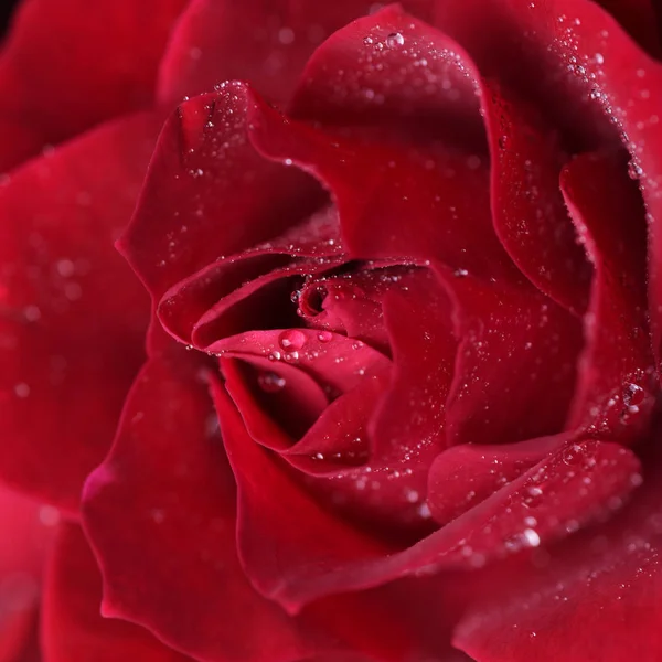 Vista Cercana Flor Rosa Con Pétalos Tiernos — Foto de stock gratis