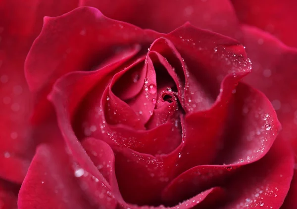 Vista Cercana Flor Rosa Con Pétalos Tiernos —  Fotos de Stock