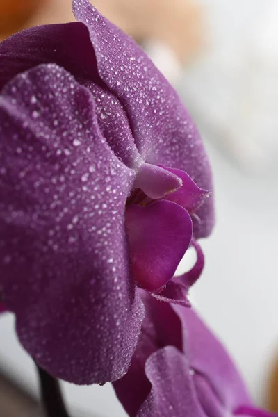 Detailweergave Van Orchideeën Zachte Bloemen — Gratis stockfoto