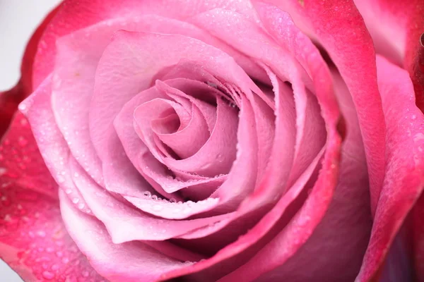 Vista Ravvicinata Del Fiore Rosa Con Petali Teneri — Foto Stock