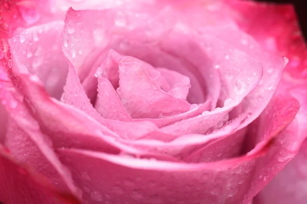 Vedere Atentă Floării Trandafir Petale Delicate — Fotografie, imagine de stoc