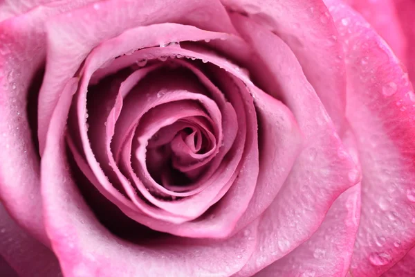 Vue Rapprochée Fleur Rose Aux Pétales Tendres — Photo gratuite