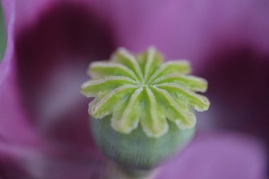 Yeşil haşhaş tomurcuğu, yakın çekim görüntüsü.