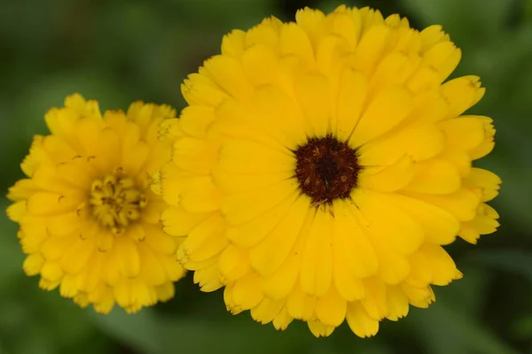 Flores Amarillas Sobre Fondo Verde — Foto de stock gratis