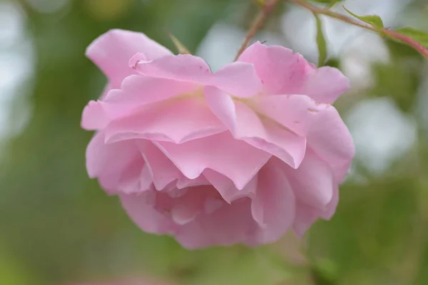 Perro Rosa Tierno Rosa Flor — Foto de stock gratuita