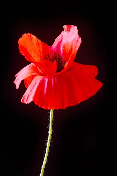 Червона Макова Квітка Чорному Тлі — Безкоштовне стокове фото