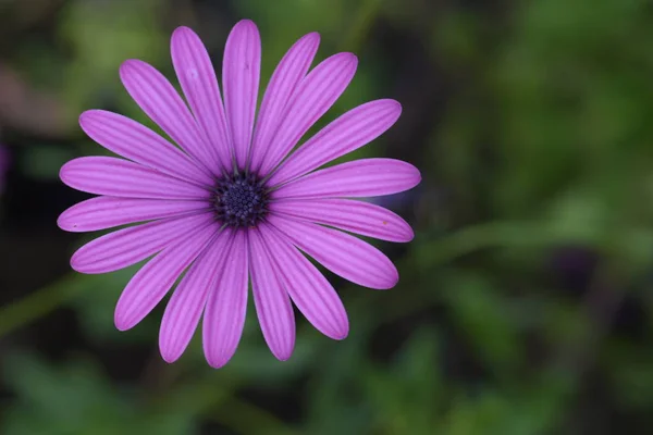 Fiore Viola Bacino Verde Sfocato — Foto stock gratuita