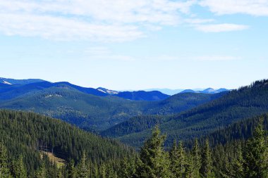 Yeşil dağların kozalaklı ormanları