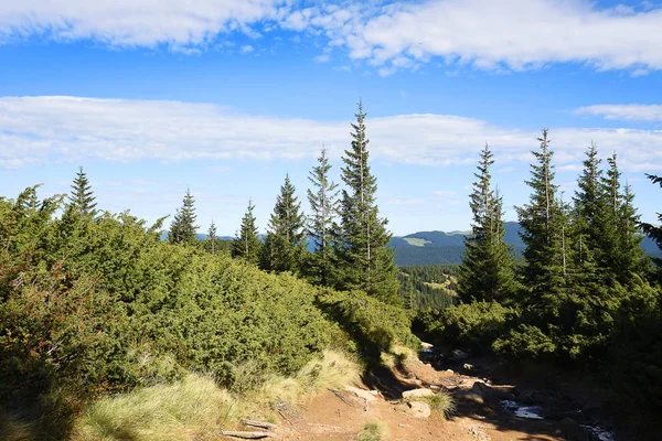 Pădure Conifere Munte Verde Muntele Carpați — Fotografie de stoc gratuită