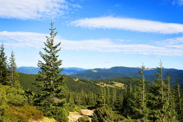 緑の山の針葉樹林  — 無料ストックフォト