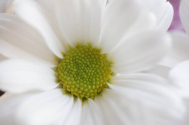Closeup of white flower with tender petals